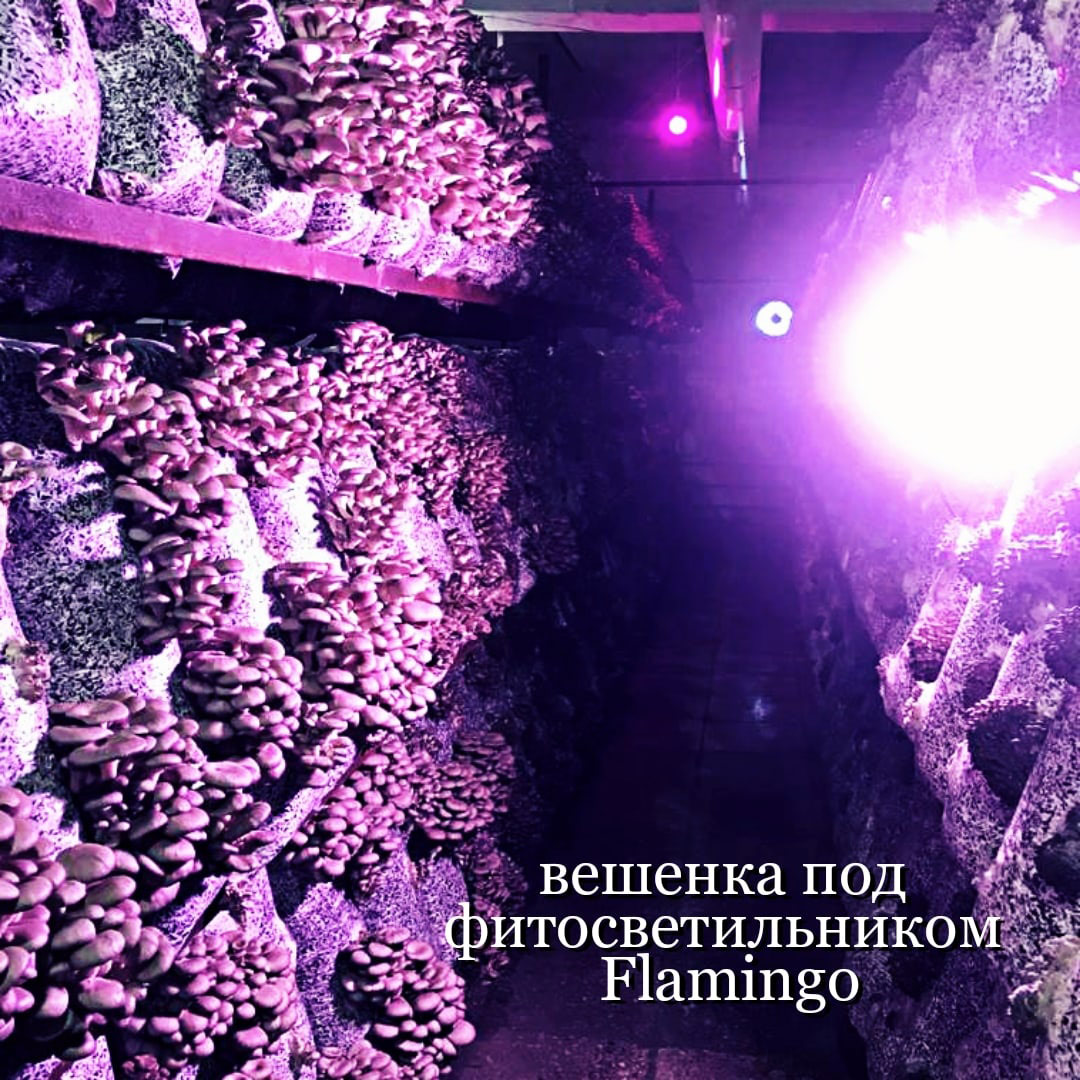 Выращивание вешенки под фитосветильником Flamingo. Глава ИПГКФХ Филин Олег Александрович.